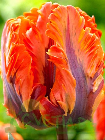  Лале (Tulipa 'Giant Parrot') T22